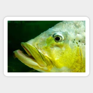 Fish Portrait - Mavis Sticker